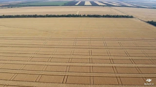 Итоги уборки самого обширного  опыта с нормами высева озимой пшеницы в хозяйстве.