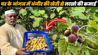 लाखों की खेती | Fig Farming In India | अंजीर की खेती के बारे में जानकारी | Anjeer ki kehti