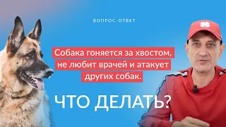 Собака гоняется за хвостом, не любит врачей и атакует других собак.Что делать?