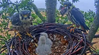 DAD WTH BIRD.CHANGE MOM AS BABIES SITTER.CHICKS SWALLOW WHOLE LEGS BONS.Live HOBBY Dorset.2023.07.14