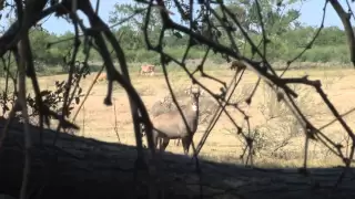 Texas Nilgai Hunt, September 2011, Wildlife Systems