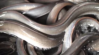 Grilled Eel Seafood Barbecue /Amazing Eels Cutting Skills Japan