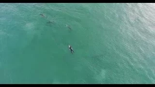 Dolphins playing around a surfer - Muizenberg - DJI Phantom