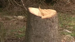 USUWANIE DRZEW I KRZEWÓW PODLEGA NOWYM PRZEPISOM! JAKIM?