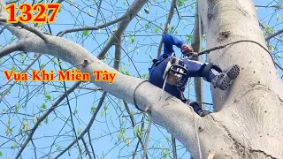 Full : Vua Khỉ cưa hạ cây Gòn khủng , quá nhiều trái Cutting cotton tree