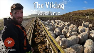 SEE HOW THIS FAMILY GET THEIR SHEEP THROUGH THE ORKNEY WINTER