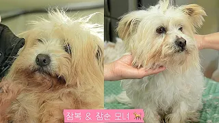 [재능기부] 도로위 떠돌던 모녀유기견!!평생가족 기다려요..(Abandoned dog mother and daughter)