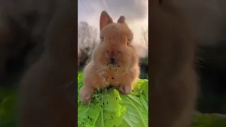 Cute rabbit eating . A beautiful moment #846 - #shorts