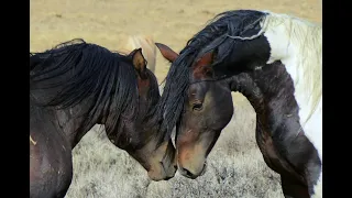 North America's Wild Horses