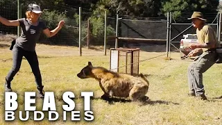 My Hyena Attacks Everyone But Me | BEAST BUDDIES