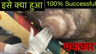 Umbilical hernia in female buffalo calf l symptoms of hernia in animal l diagnosis of hernia l dr um