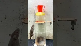 Water bottle mouse/Rat Trap🐭#shorts #short #viral