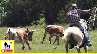 Pasture Team Roping 1st Go - What About Bob Chuckwagon Races 2022 |  Friday