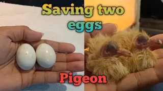 How to save Pigeon Eggs? @angwaraywarayvlogger2022 @JenniferThePigeonFancier
