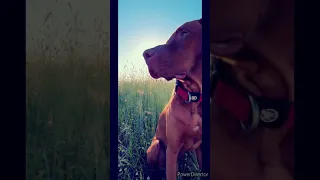 MAGYAR VIZSLA  - L♥️VE