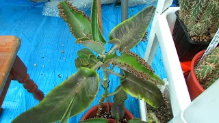 How to Prune & take Cuttings of Kalanchoe Mother of Thousands Succulent Plants