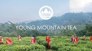 YOUNG MOUNTAIN TEA - MISSION INTRO