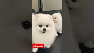 cute pomeranian | dog status video |tiktok | chintu tv | #shorts#statusvideo#latestviralvideo😍