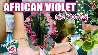An Etsy African Violet Canadian 🇨🇦  Online Plant Shop Seller Unboxing Haul and Review! 🌸 2020