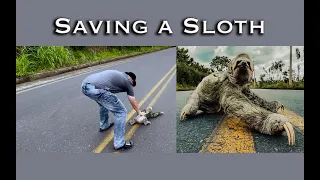 Saving a Sloth- Protecting a Sloth from Death on the Highway in Ecuador