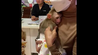 Mom take baby monkey ROJO to the hospital in the evening, doctors give him a medicine