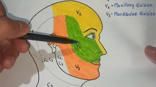 NERVE SUPPLY OF FACE ( Sensory supply )