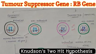 RB Gene | Tumour Suppressor Gene | Hallmark of Cancer (2/4) | Neoplasia