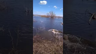 Моя собака купается в речке