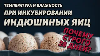 Инкубация индюшиных яиц. Почему строго 28 дней ? И другие секреты выведения от профессионала.