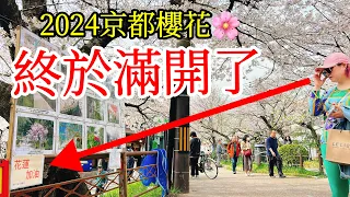 【日本旅遊】京都的櫻花終於滿開了！2024年京都櫻花季现况🌸京都賞櫻名所・京都自由行攻略・京都旅遊・日本自由行・南禪寺・京都一人遊・哲學之道・蹴上・木屋町・祇園白川・京都站・Kyoto・花蓮加油！