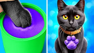 Transformación de Gato Callejero 🐾 Consejos Esenciales para Entusiastas de Mascotas
