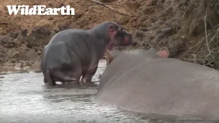 Two Day Old Hippo