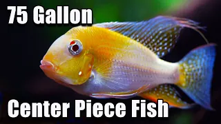 Amazing 75 Gallon Center Piece Fish You Should Try!