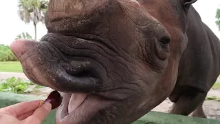 Feeding A Rhinoceros At Busch Gardens Tampa Florida! | NEW Up Close Animal Encounter Tours!