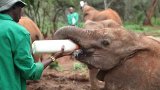 The Rescue of Kanjoro | Sheldrick Trust