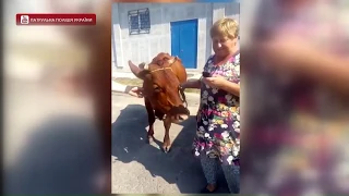 Проспектом Богдана Хмельницького у Дніпрі гуляла корова