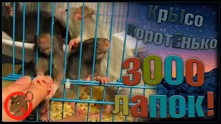 3.000 лапок, или крысята попрошайки! (Fancy Rats | Декоративные Крысы)