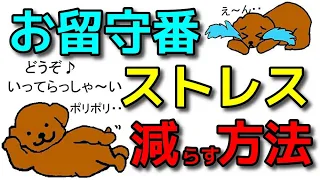 【犬 お留守番しつけ】分離不安!?お留守番が上手になる方法！新遠藤エマチャンネル【犬のしつけ＠横浜】