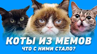 Что стало с котами из мемов? Часть 2