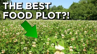 Why Everyone Should Plant Clover Food Plots!