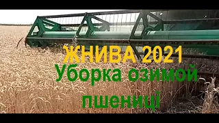 Жнива 2021.Уборка оз. пшеници. Врожайность.