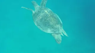 Egypt 2018 Marsa Alam Under Water Treasure