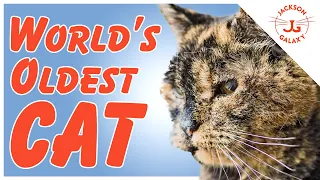 The Oldest Cat? The Loudest Purr? 10 Cat World Records!