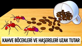 Bunu Bulundurursanız Karıncalar Evinize Yaklaşamaz