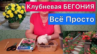 Клубневая БЕГОНИЯ. Секреты проращивания клубня. Просто и легко.