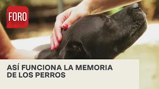 ¿Por qué los perros nunca olvidan a sus dueños? - Expreso de la Mañana