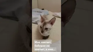 Кошка Жаклин