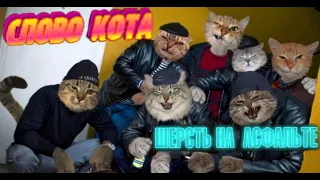 СЛОВА КОТА ШЕРСТЬ НА АСФАЛЬТЕ