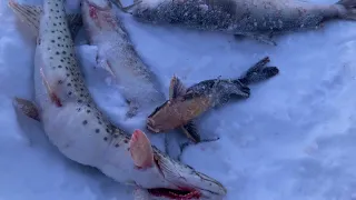 Подлёдная Рыбалка на сети на реке Амур в декабре 2021. Щуки, караси, касатки, сиги.