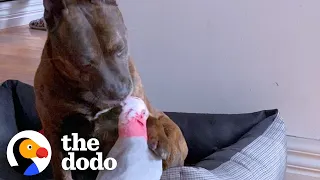 Dog Finds An Injured Parrot And They Become Best Friends | The Dodo Odd Couples